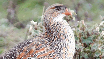 Bird Watching in Ethiopia